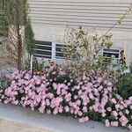 درمانگاه شبانه روزی بوعلی