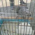 پرنده فروشی ملون