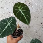 فروش گل و گیاه اپارتمانی نعمتی