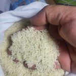 آقای برنج ایران ۱۶