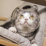 پت شاپ هایپت