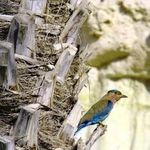 ساحل سنگ مرغان