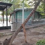 سرویس بهداشتی