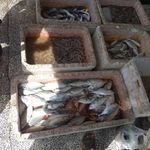 شارک دورهمی