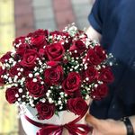 گل کوشا