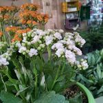 مرکز آموزشی و عرضه گل و گیاه آیت