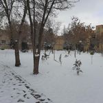 بوستان اطلسی