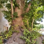 درخت چنار تاریخی رهن