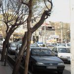 فلافل سید کنجدی
