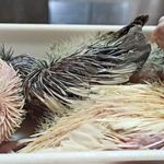 پرورش عروس هلندی مروارید