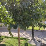 بوستان فدک