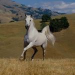 پرورش اسب شیدا
