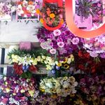 پخش گل خانزاده(شعبه 1)