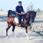 مجموعه پرورش و تولید اسب سردار
