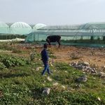 سروستان نادری