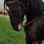 پرورش اسب مافیا