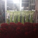 گل احمدی