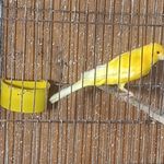 پرنده فروشی انواع پرندگان و دانه کشاورز