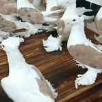 دنیای پرندگان محمود