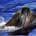 دلفیناریوم برج میلاد