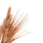 سالن زیبایی گندم