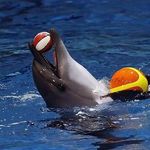 دلفیناریوم برج میلاد