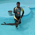 دلفیناریوم برج میلاد