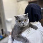 درمانگاه دامپزشکی های پت