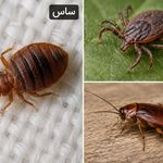 شرکت سمپاشی پایدارتهران وحومه