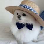 پت شاپ قلعه حیوانات