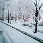 پارک شقایق