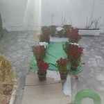 امامزاده سید فخر الدین