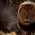 لنت لاهیجان پالیک