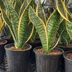 خانه گل پارسیس