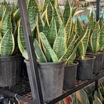 خانه گل پارسیس