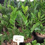 خانه گل پارسیس