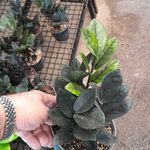 خانه گل پارسیس