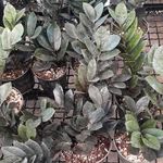 خانه گل پارسیس