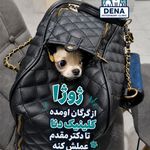 کلینیک دامپزشکی دنا
