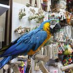 پرنده فروشی شاهین