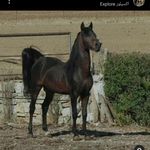 مزرعه پرورش اسب کهر تازان