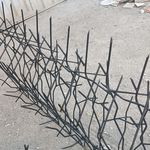 حفاظ شاخ گوزنی