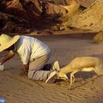 دشت های آهوان