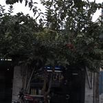 طباخی موسوی