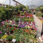 بازار گل و گیاه اصفهان همدانیان