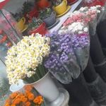 گلفروشی