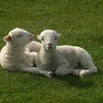 گوسفند زنده دام انلاین.برادران رجبی