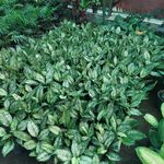 گلخانه بادیز