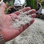 برنج فروشی samoun