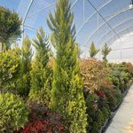 خدمات باغبانی هرس کاری صاحبدل